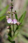 Showy milkwort